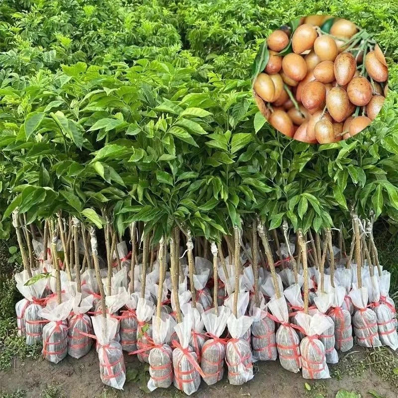 黑带惊喜带营养杯带叶发货黄皮树苗木四季种植一件包邮黄皮果树苗