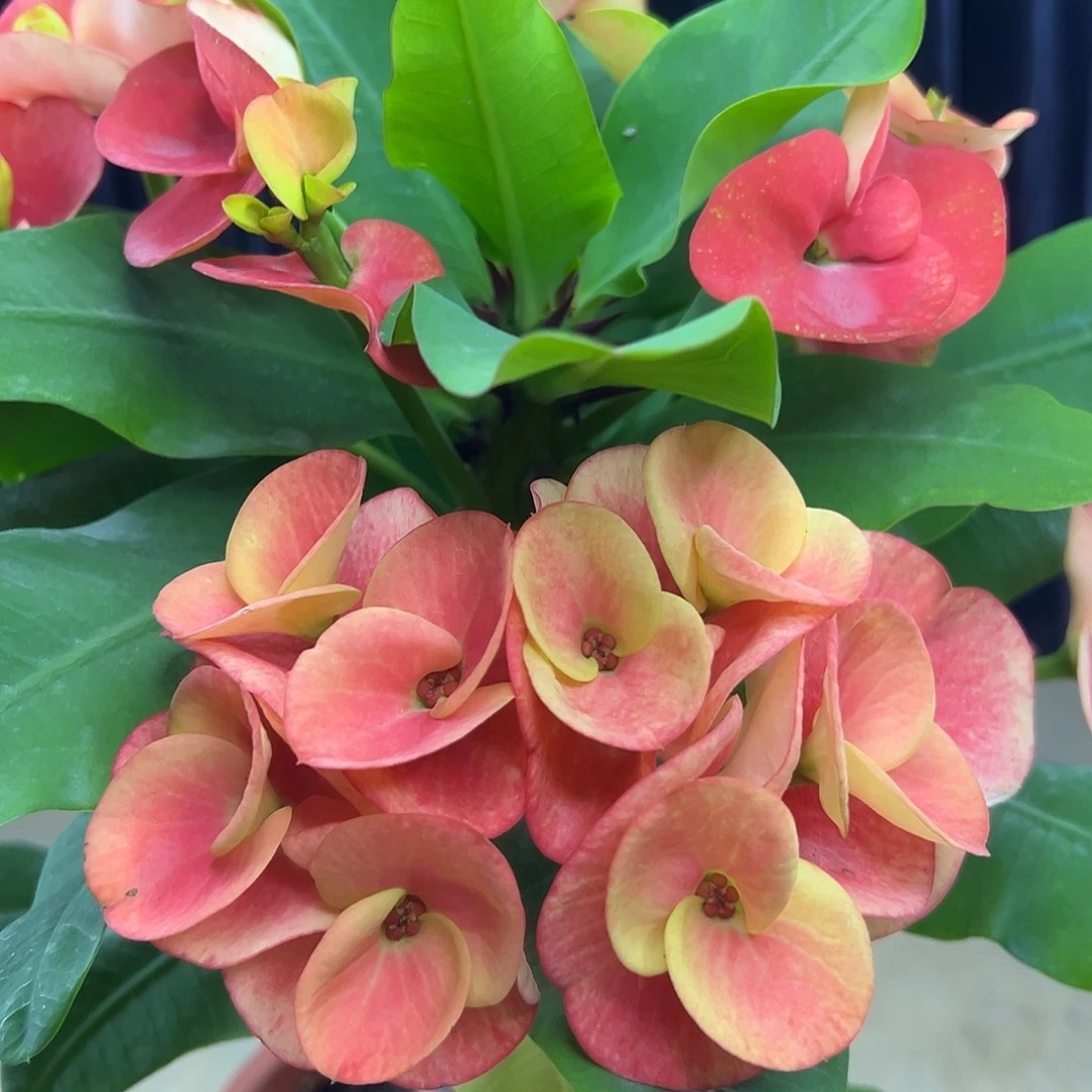 366泰国大花虎刺梅