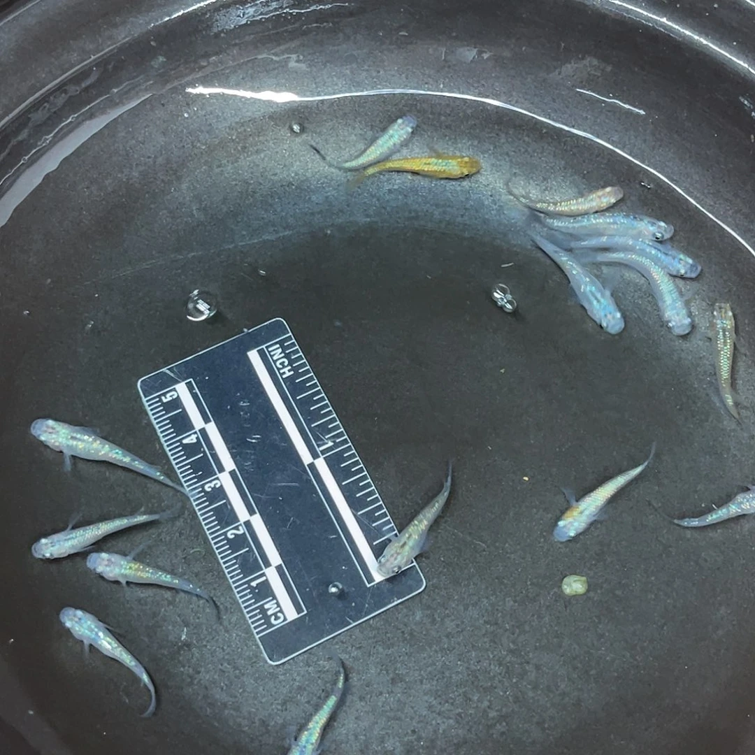海水鱼18号哈哈哈哈哈哈