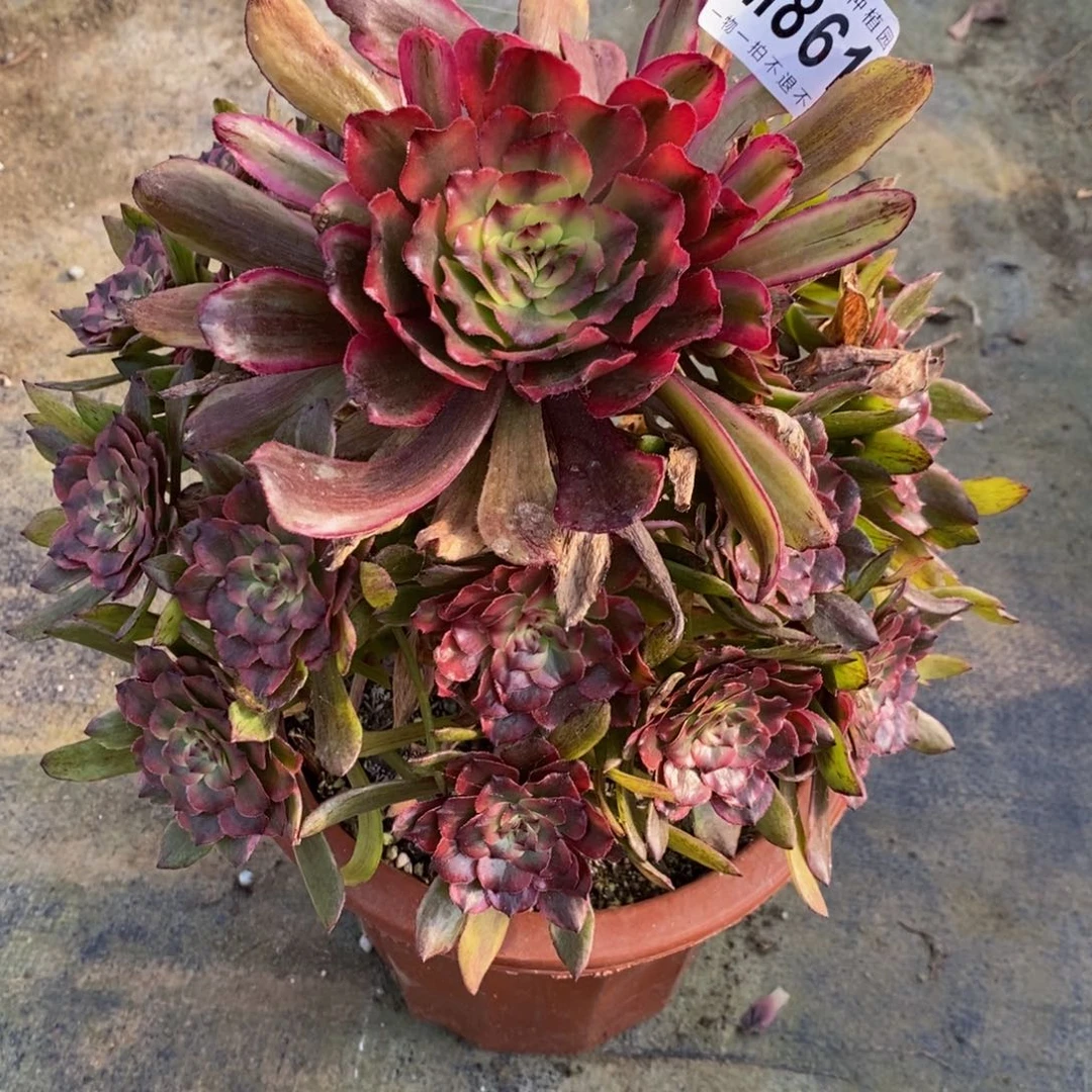 561黛玉嫩桩小棵