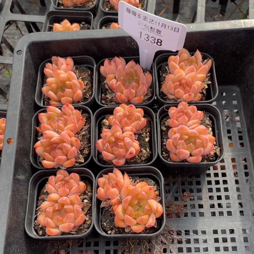 不包整散 盆子不售后1338