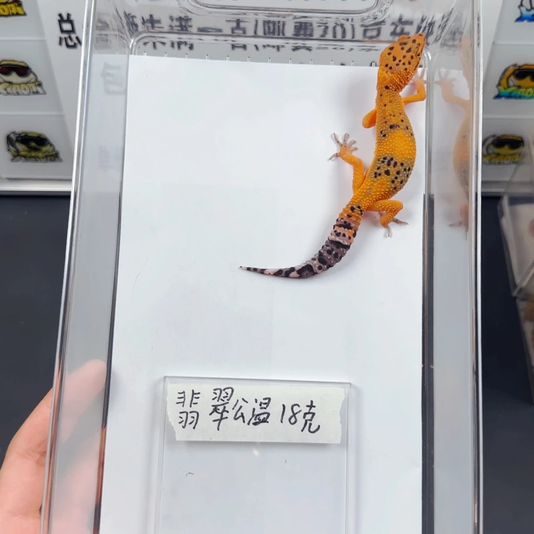 豹纹守宫翡翠公温