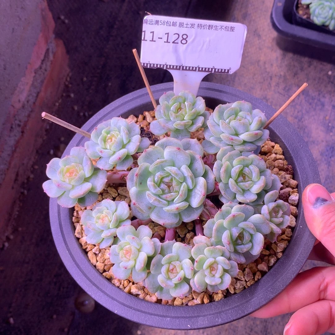 白色恋人老桩自然群