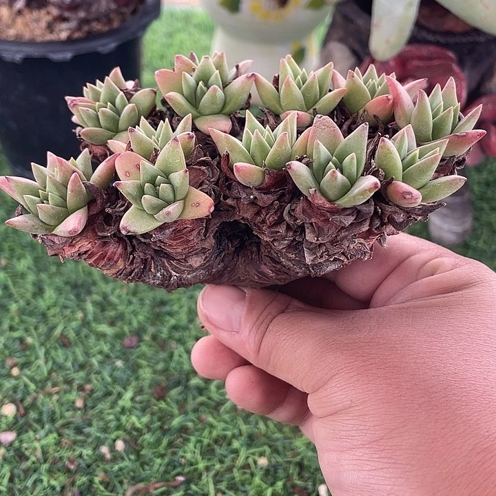 绿菊粗桩福利粗桩
