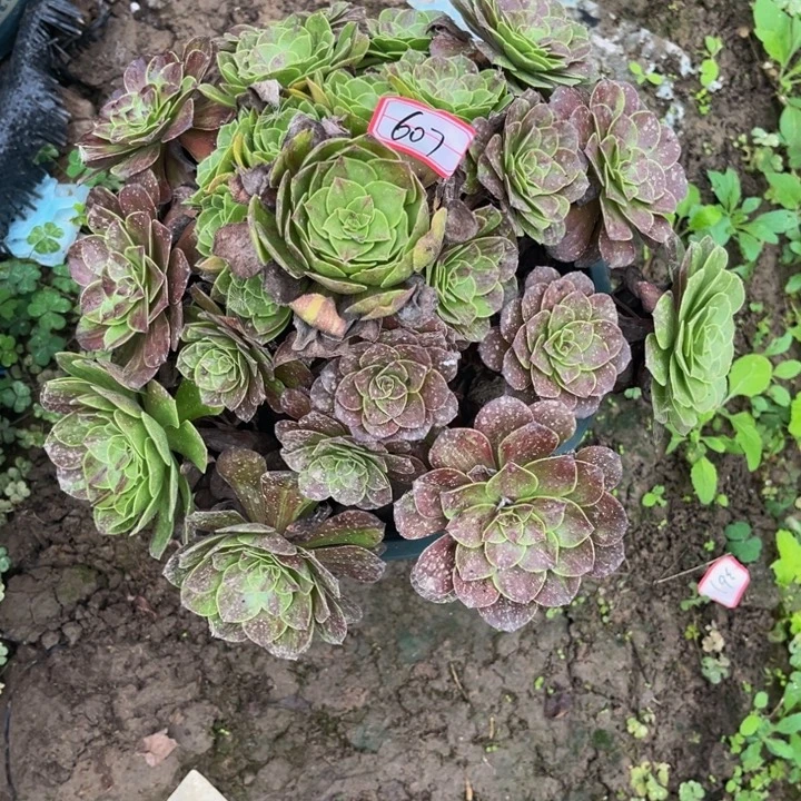 607花月夜多肉植物法师