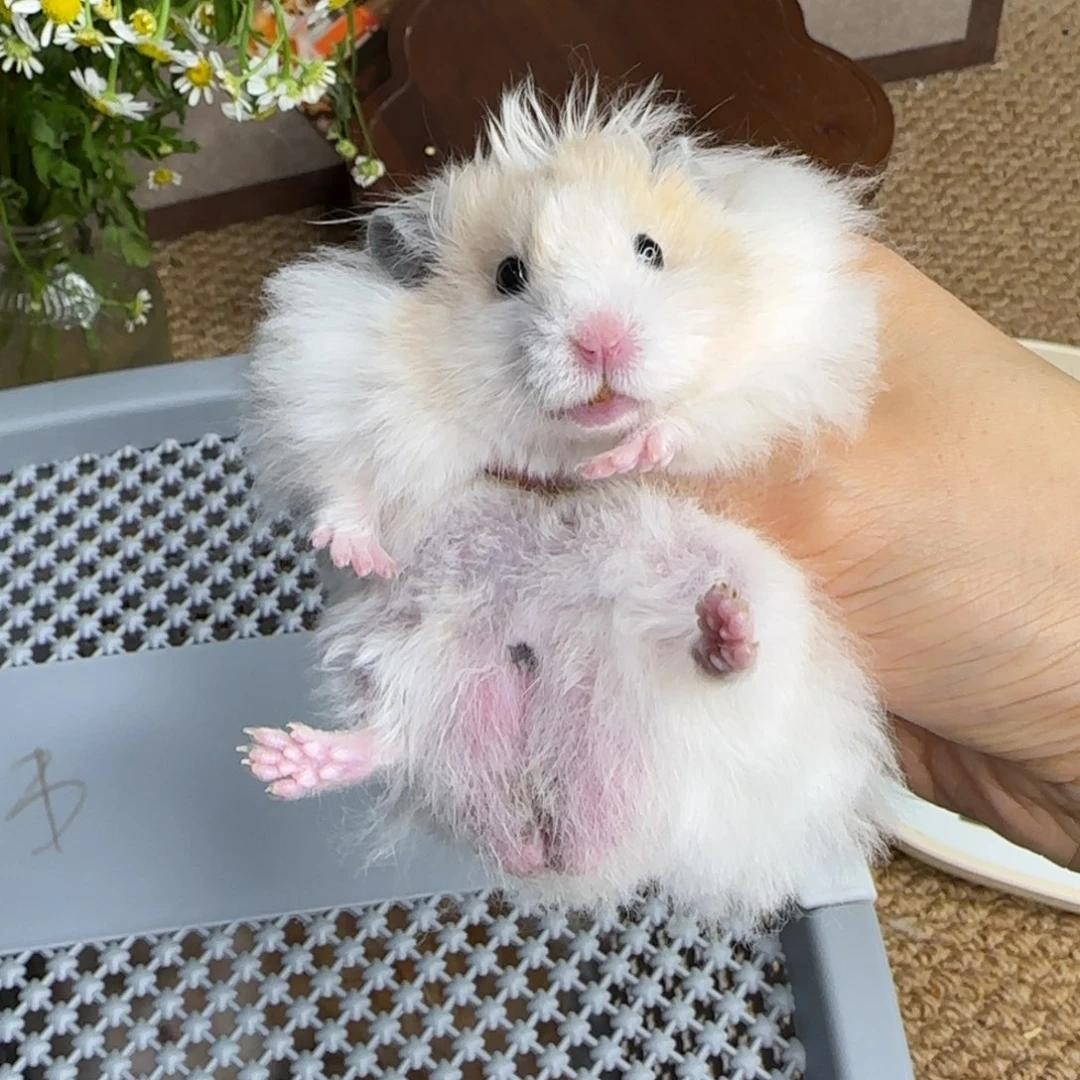 黄波弟弟8.08生日