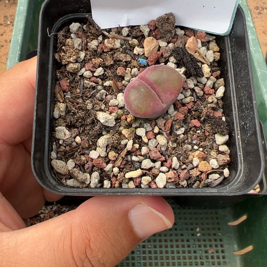 开****饭24-194肉锥多肉植物，