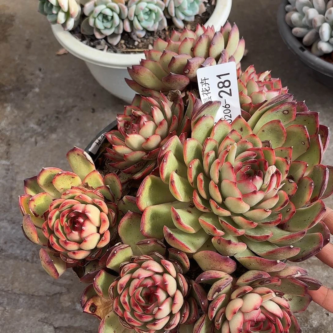 同温层多肉保利安娜281