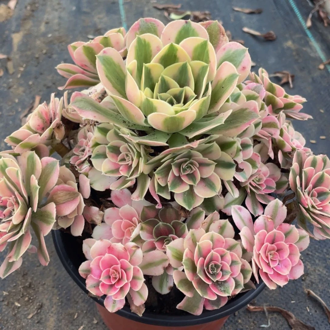 199粉女巫精品法师多肉