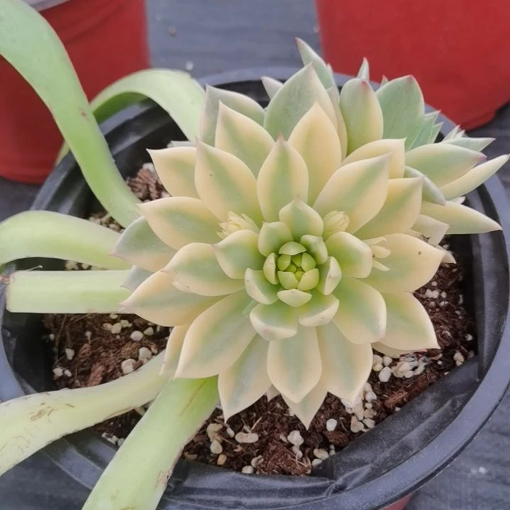 弗兰克白覆轮锦群带嫁木发