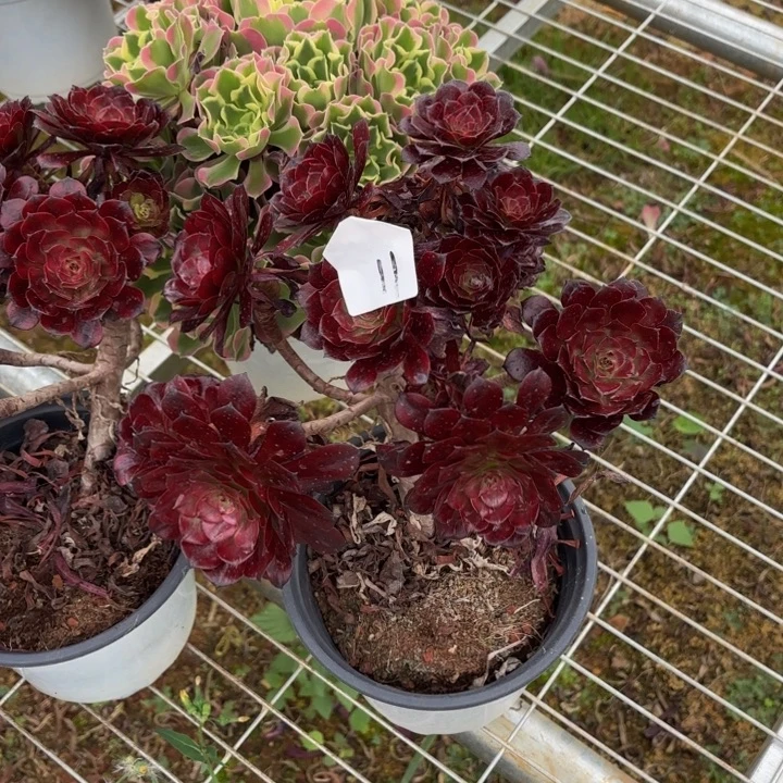 云南美姬好看11号