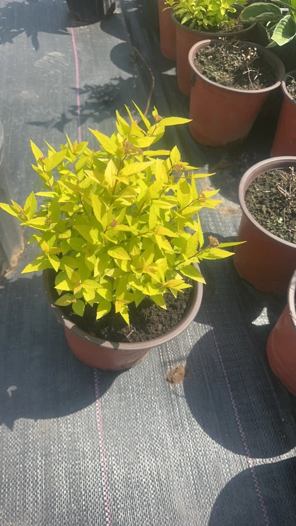 金山花卉苗耐寒好养