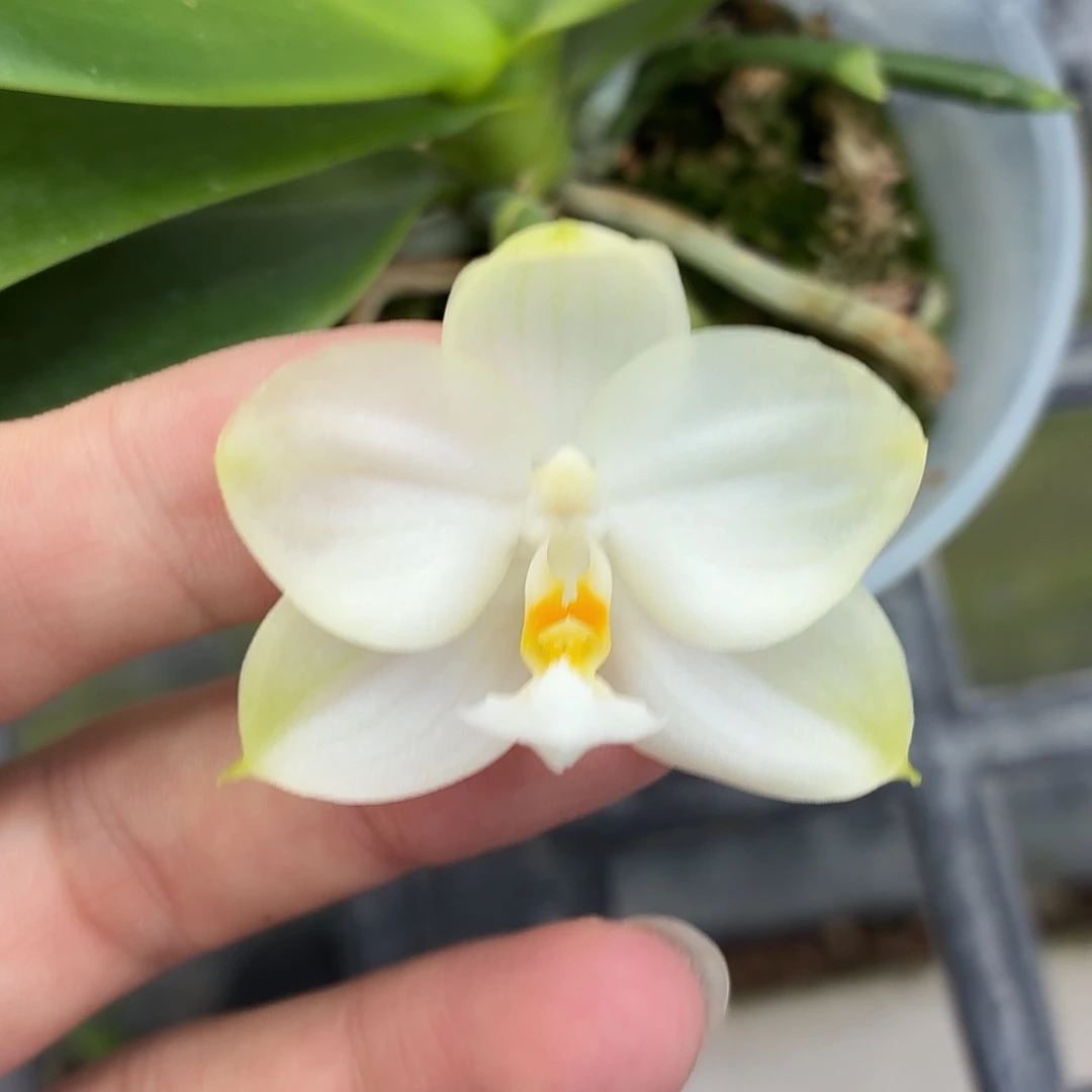 当前无花朵，栽培后可花朵A1815