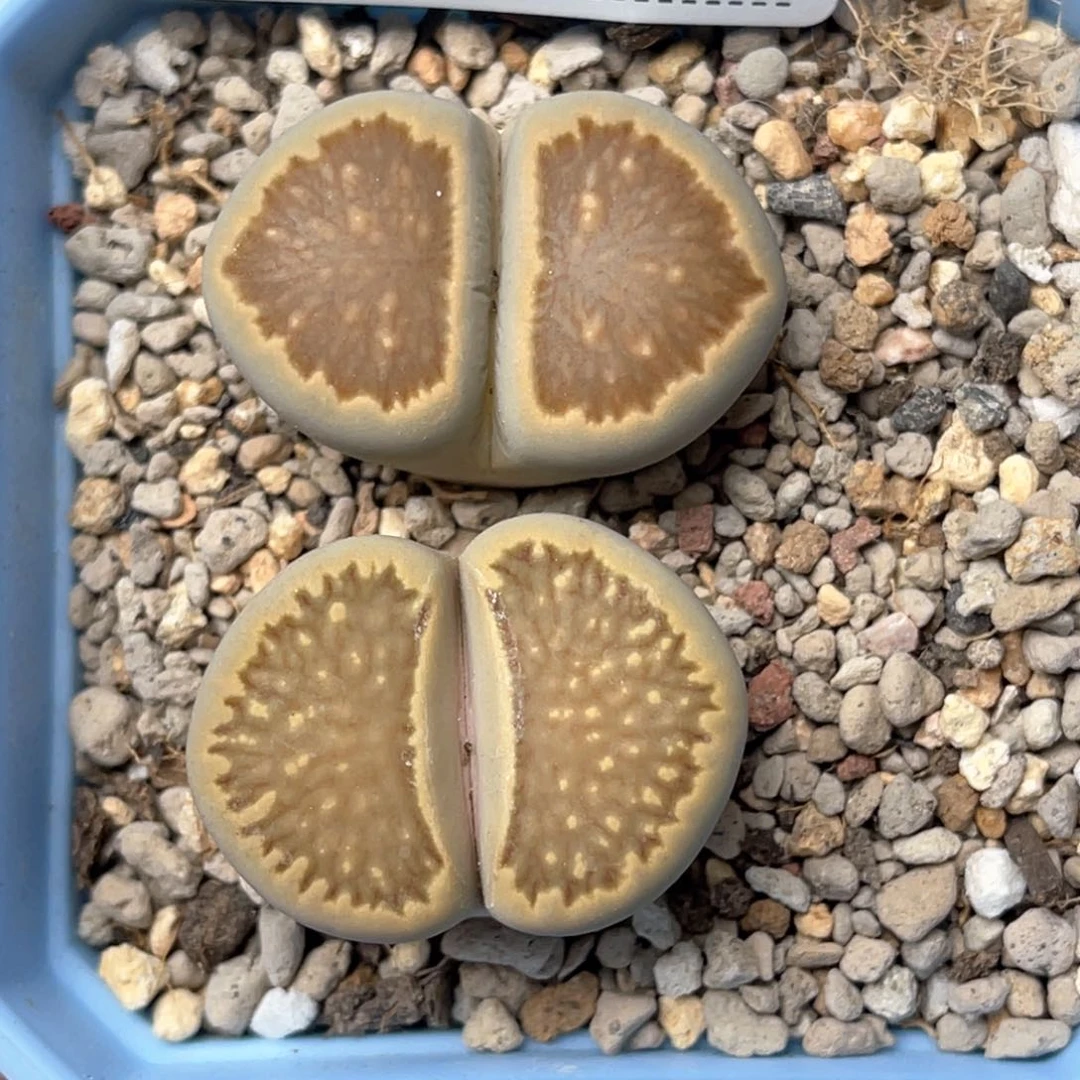 4866柠檬菊2颗尺寸3.1