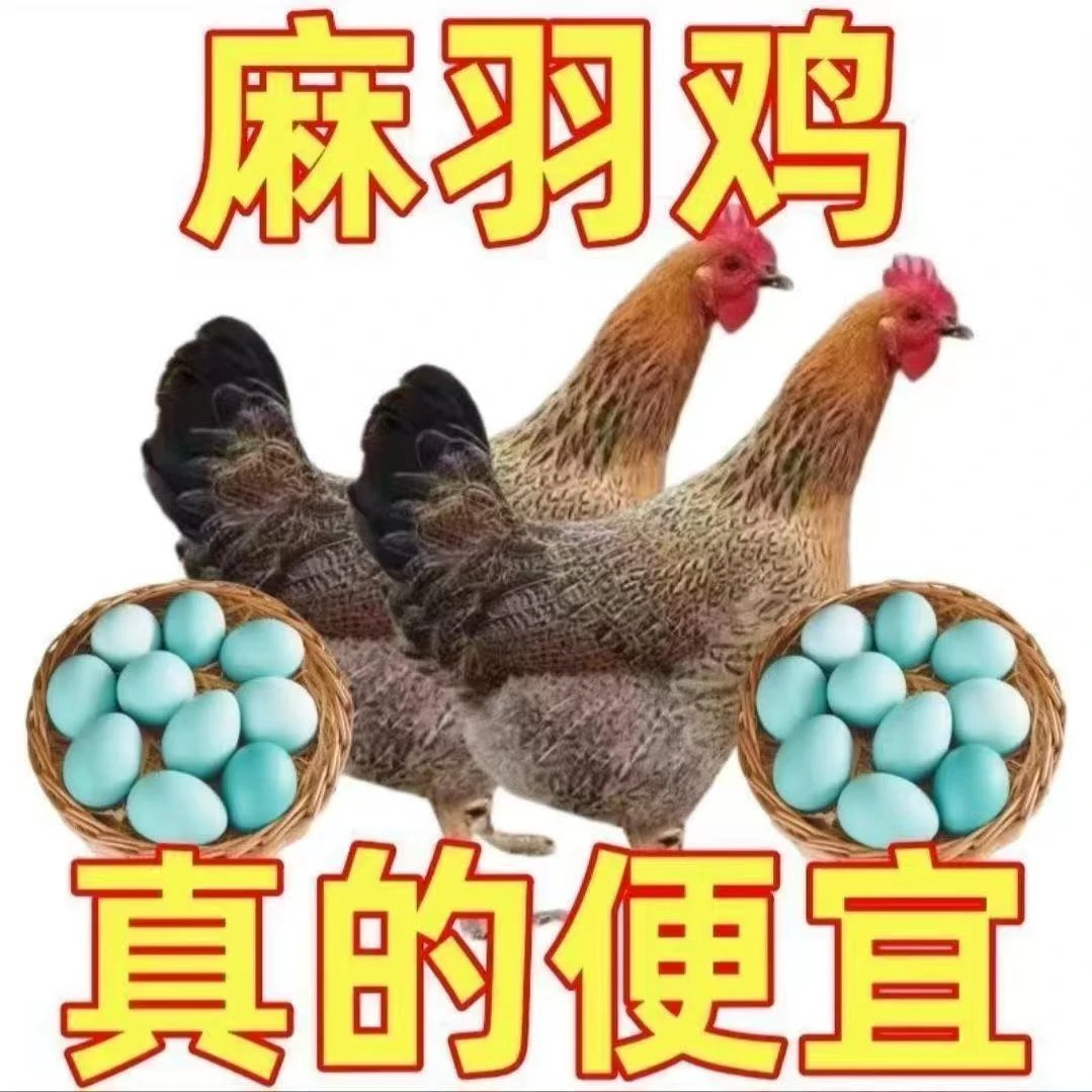 宠物鸡 活体麻羽绿壳蛋鸡【一单到手8只】A