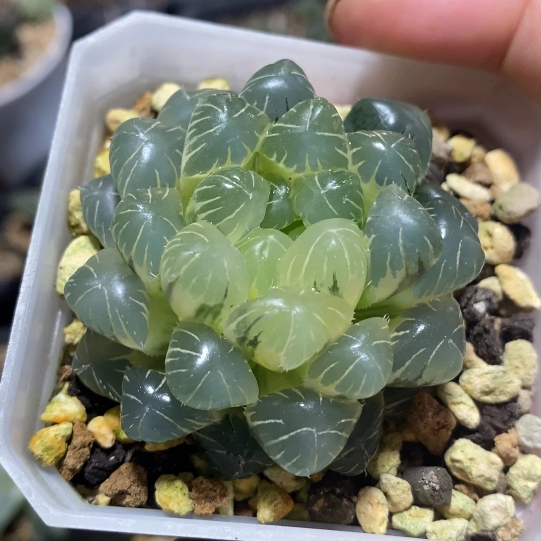 一颗糊斑湖水玉露锦  开播福利