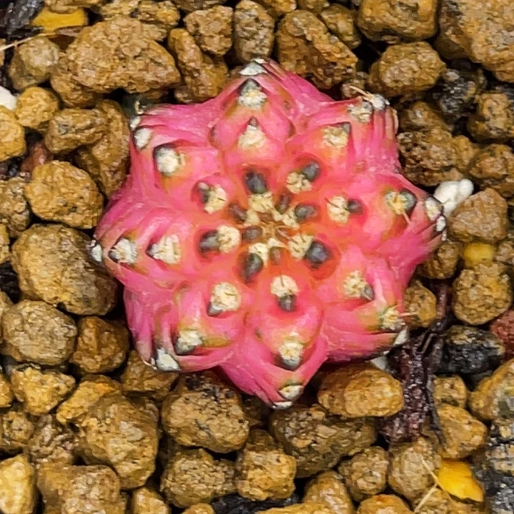 荧光粉 海神轮回 一物一拍