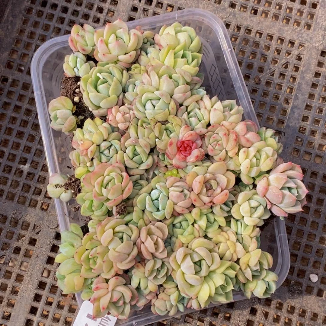 141多肉植物保护研究所所长