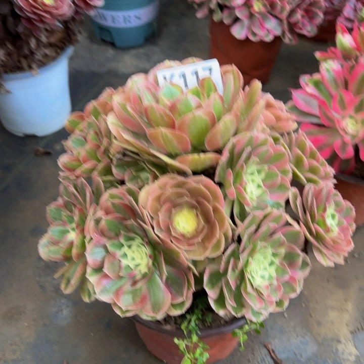 瑞妈多肉园艺117绿体