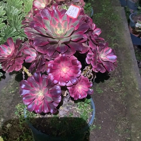 用****92983美杜莎多肉植物