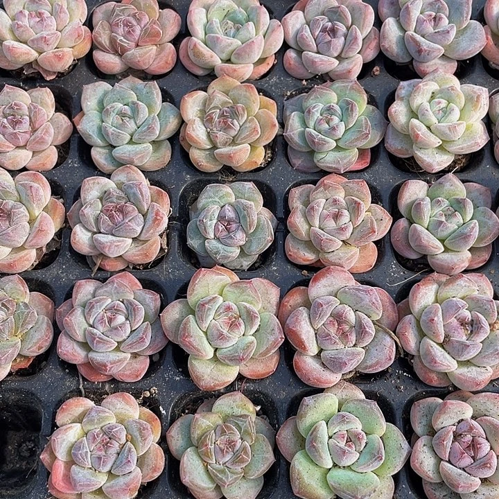 小明月1元带土发货