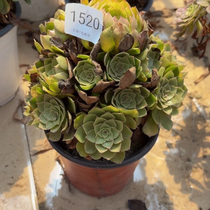 桃花石多肉处理不包断头1520