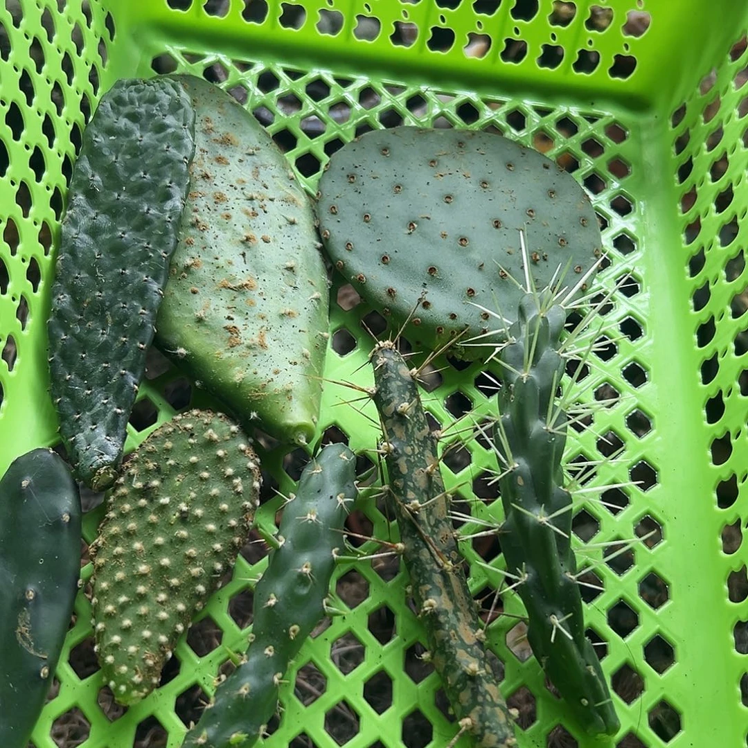 团扇仙人球666666666