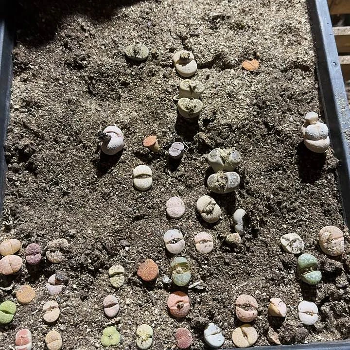 生石花1111。  722