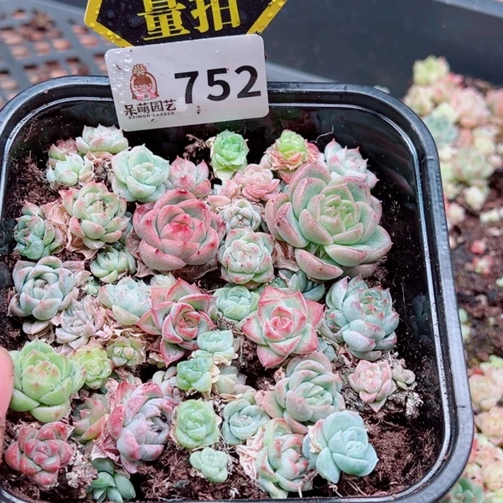 多肉植物多肉植物