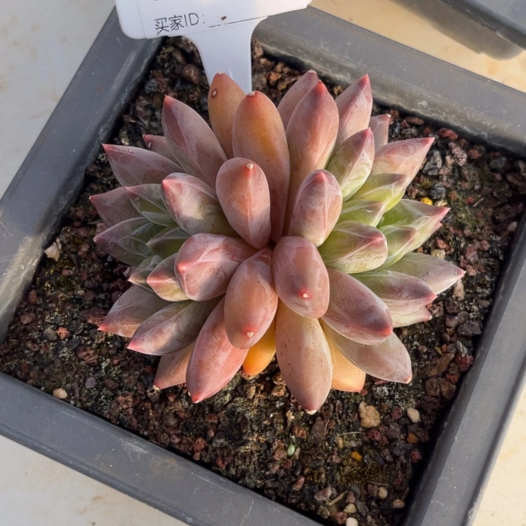 重楼多肉植物双头765