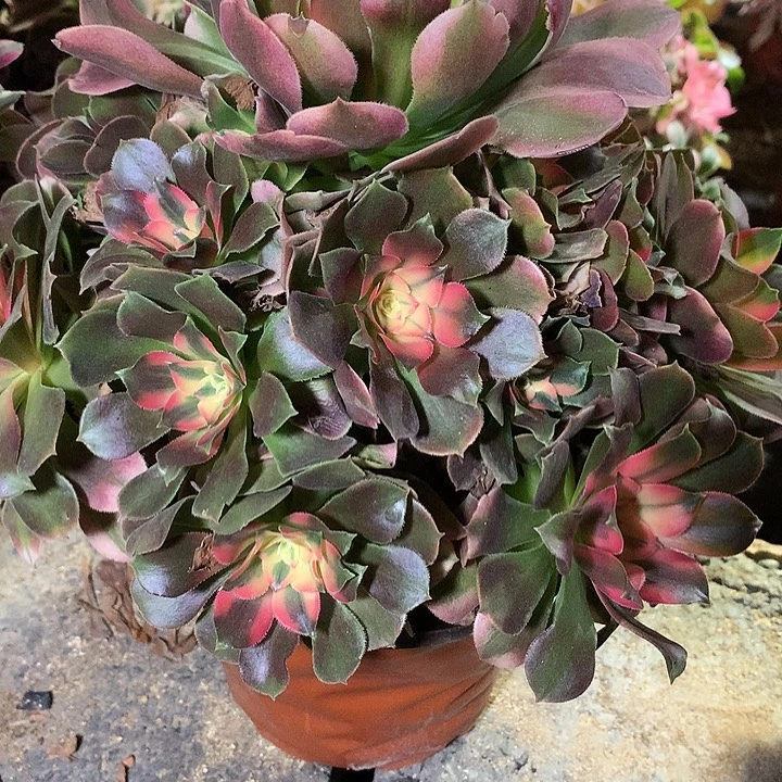 ****r152多肉植物一物一拍