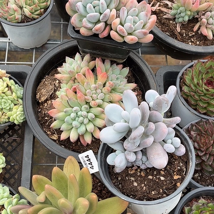 阿雅园艺。     4444美人系四颗