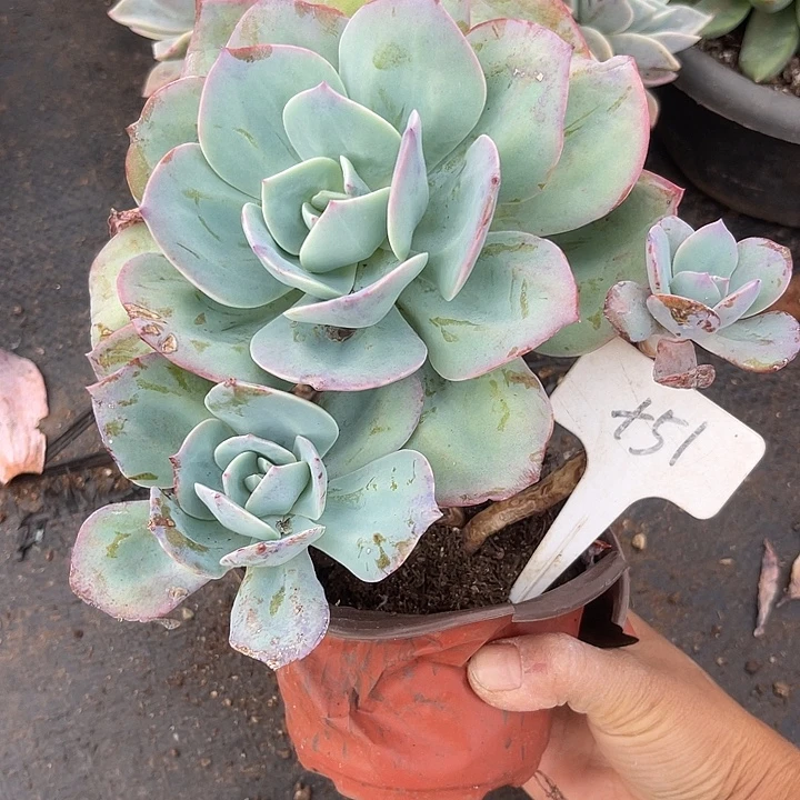 两单包邮，一物一拍51