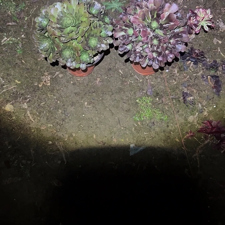 一单包邮不包侧枝89