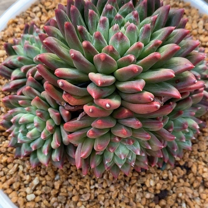 大***静我是真的很喜欢