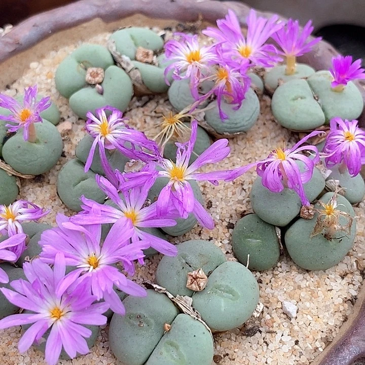 四头紫花饼一颗