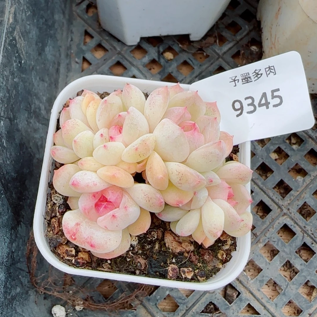 璇玑珍妮群，9345多肉植物