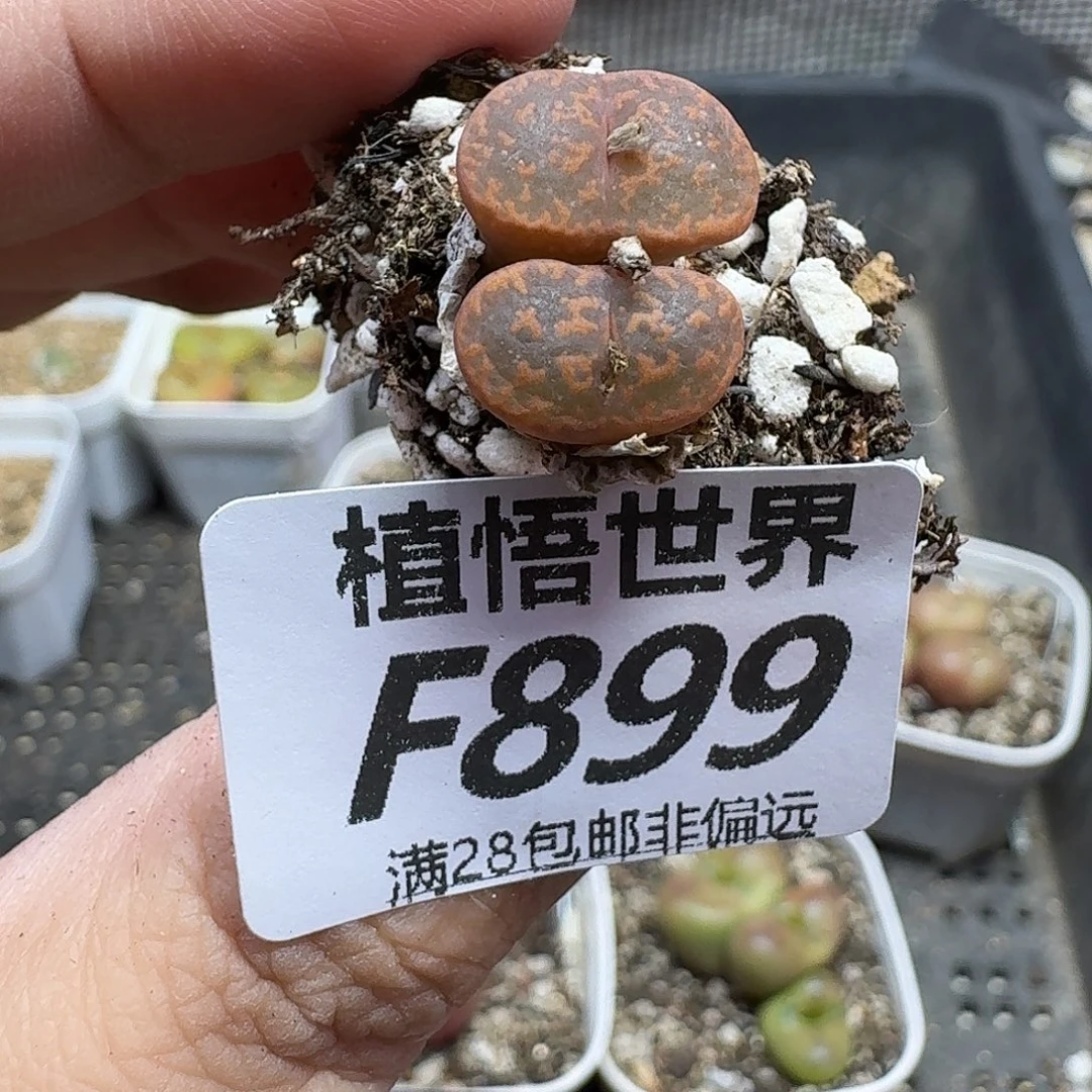 多肉植物的润泽fhh