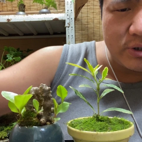 红陶一物一拍所见即所得304