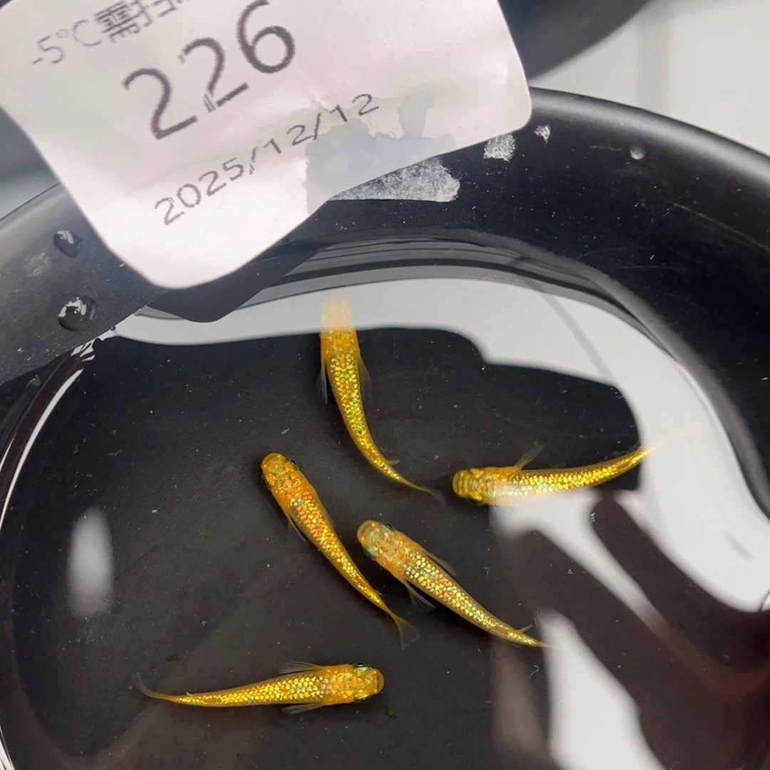 青鳉鱼226阳光五尾