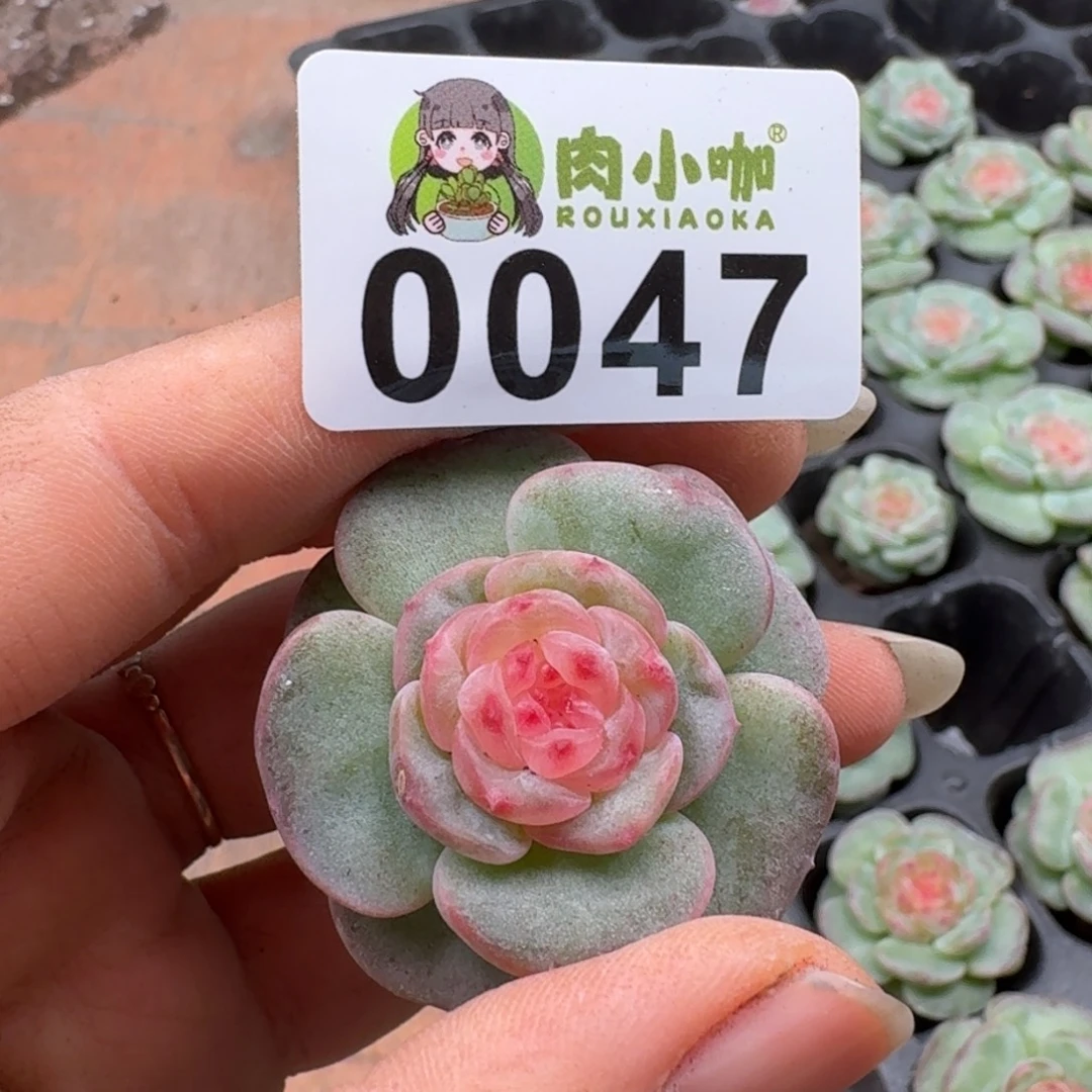 多肉植物多肉植物