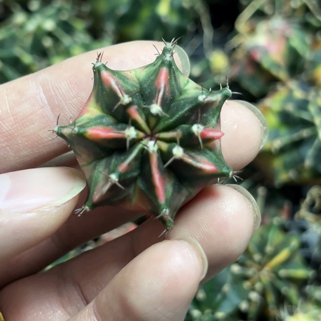 米哈锦侧芽自根脱土发货14
