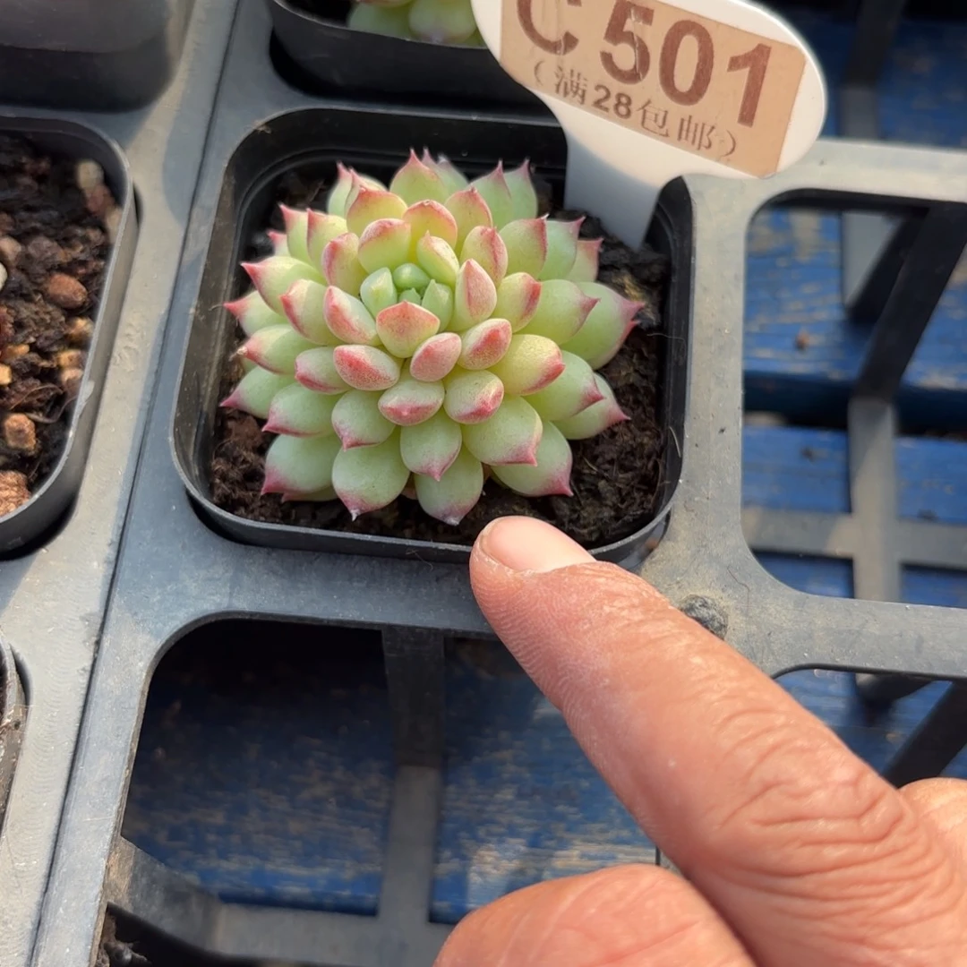 C501胭脂豆一物语拍一物一拍