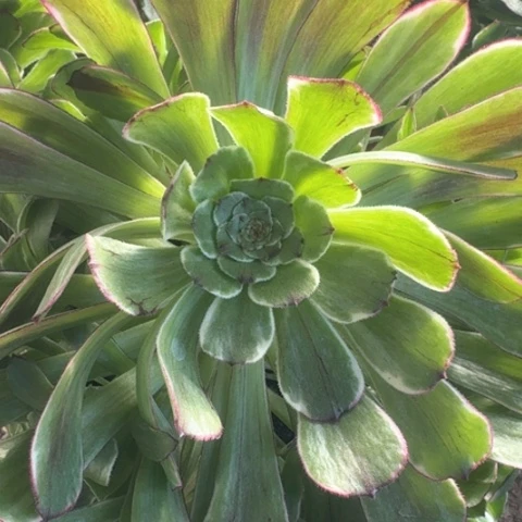 法师绿体水墨画，1111多肉