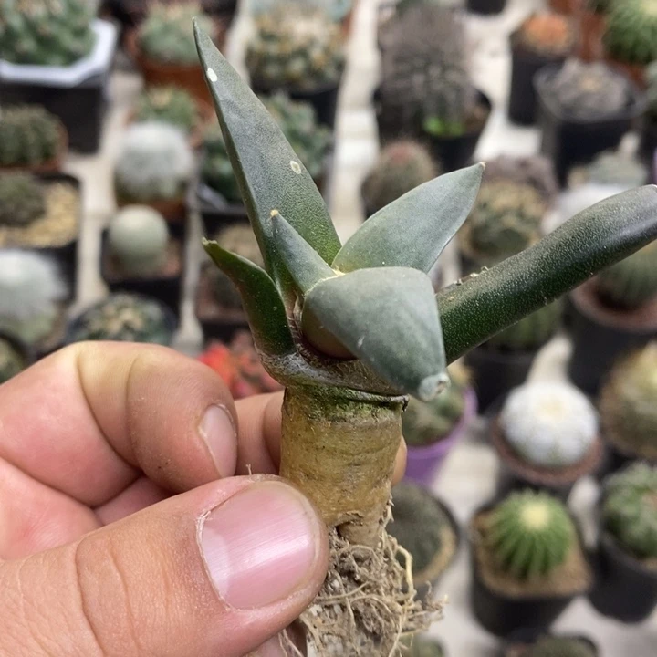 实生岩牡丹特价福利