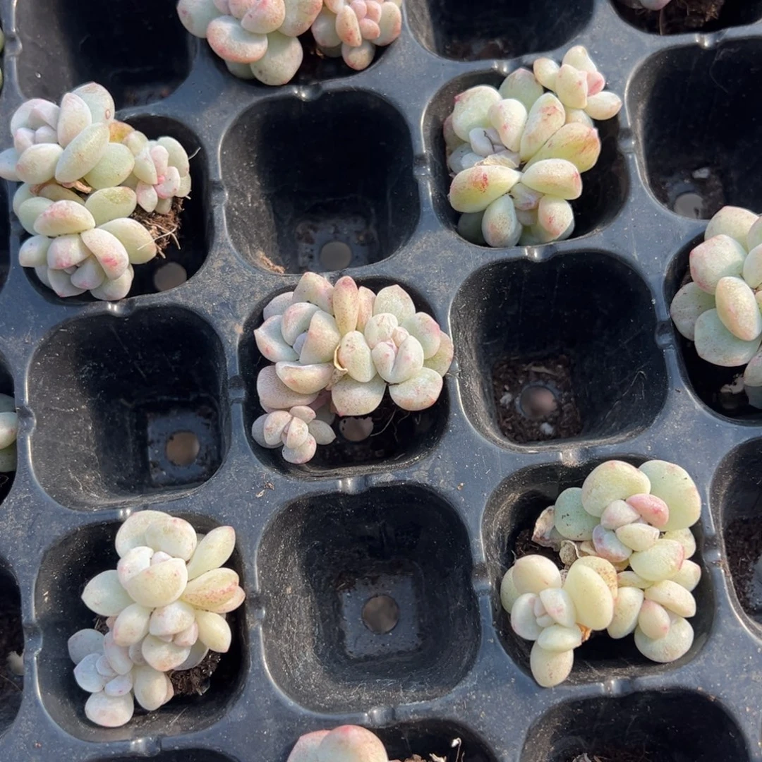 冰玉石化3头3cm到手1颗量拍多肉满20元包邮