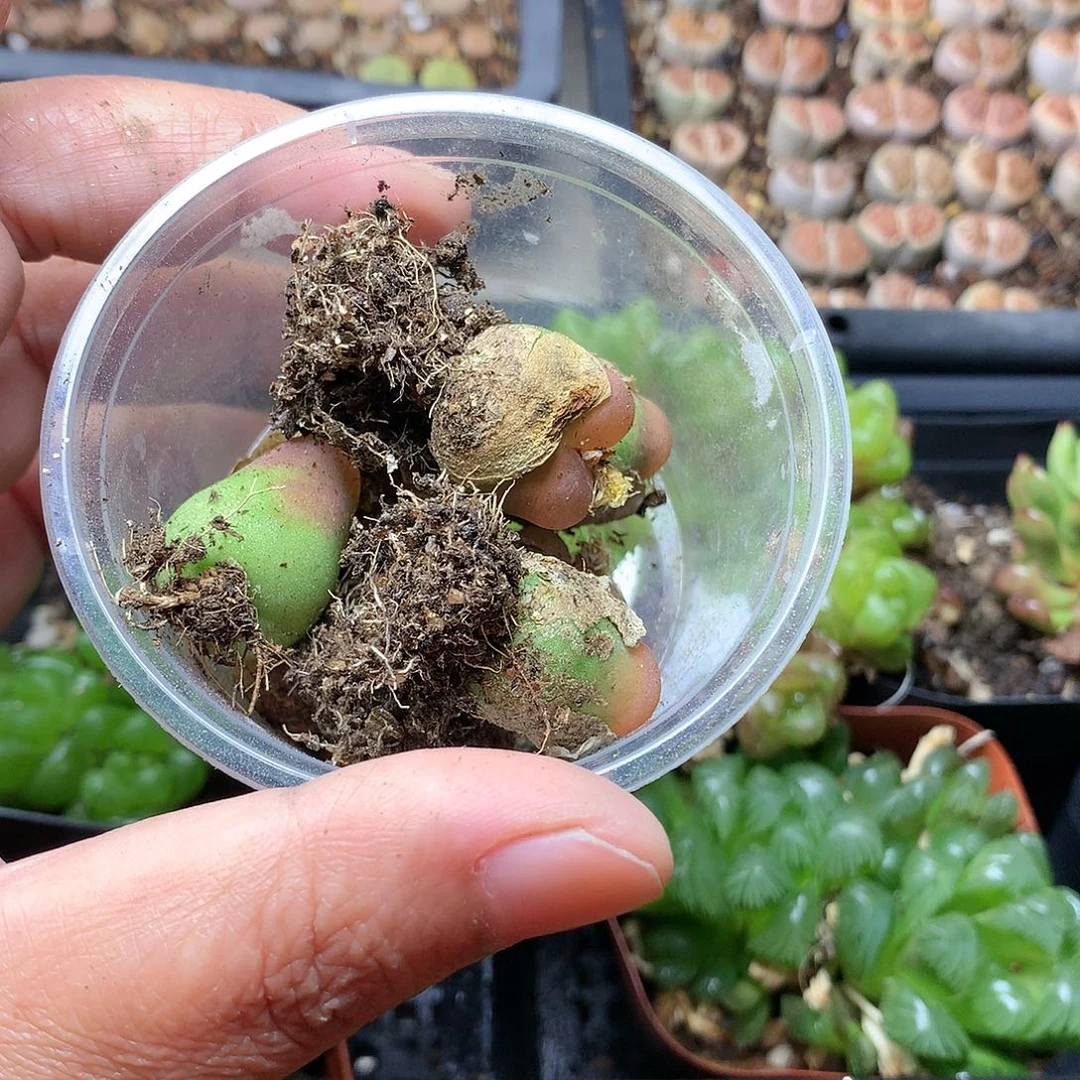 欧**宣K423多肉植物保护