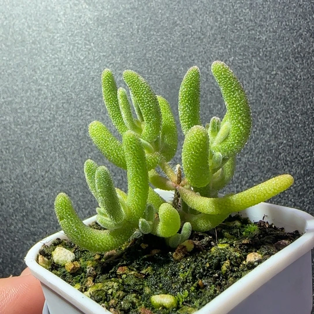 dy1152琉璃白锦一物一拍