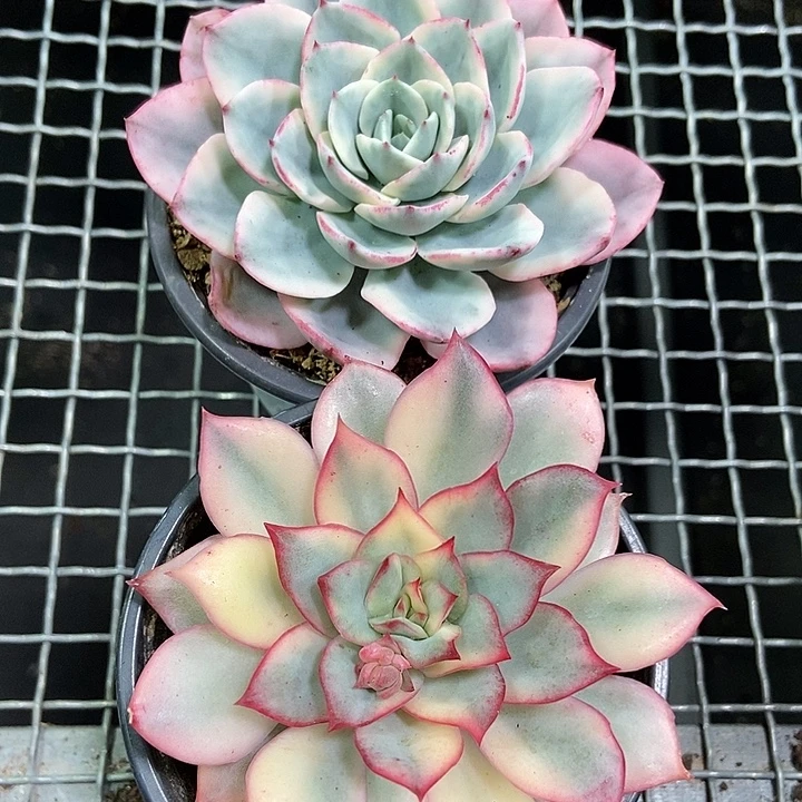 奶油黄桃锦➕月光女神锦