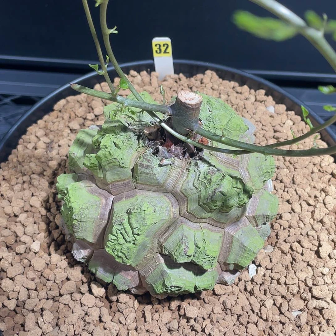 32盆栽抹茶绿遁甲龟